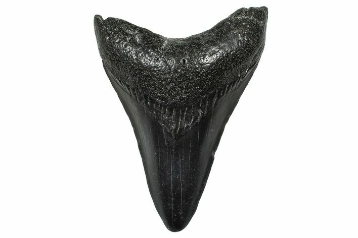 Fossil Megalodon Tooth - South Carolina #368694